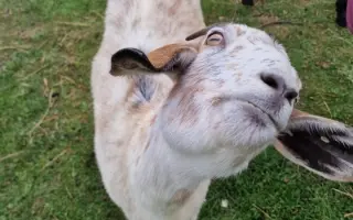 Zachraňte domov odloženým zvířátkům! Pomozte nám zabezpečit stodolu! Zachraňte domov odloženým zvířátkům! Pomozte nám zabezpečit stodolu!