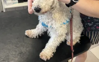 Operace pro Chanelku 💜