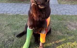 Akutní ortopedická léčba pro Arga 🤎