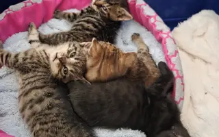 Staňte se nadějí pro kočičky bez domova