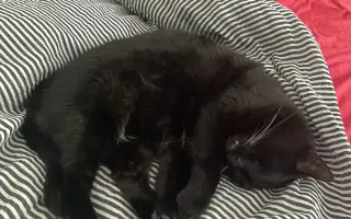 Pomozte uhradit vyšetření pro kočičku Kofi