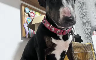 Vendulka a vánoční zázrak