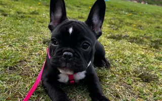Pomoc pro malou Malinku – těžká zlomenina nožičky 🐾