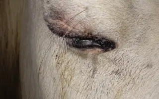 Pomozme Falcovi zachránit zrak a vrátit se k dětem, které ho milují