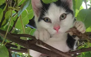 Boj o život Dyka, Tesinky a dalších - pomozte nám vyhrát nad panleukopenií