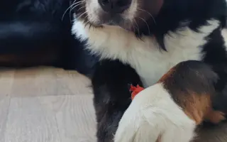 Pomozte Hubertovi chodit konečně bez bolesti ❤️