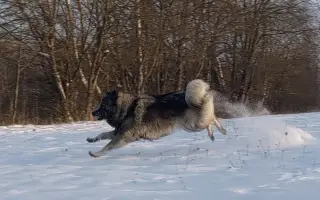 Skok pro dlouhý život Jadzi 🐺