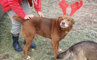 Vánoční sbírka: 100 plných misek pro rumunské pejsky