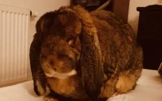 Prosíme, pomozte Nefince přestat trpět 💔