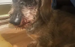 Kočky vrní, faktury křičí. Pomozte MonPet z.s. dál zachraňovat kočičí životy.