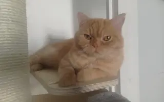 Léčba pro kocourka Sunnyho s nemocnými oušky