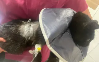 Šance na život pro Ouška a další kočičky z našeho depozita