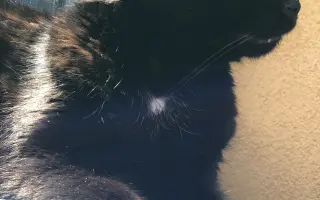 Pomozte uhradit vyšetření pro kočičku Kofi