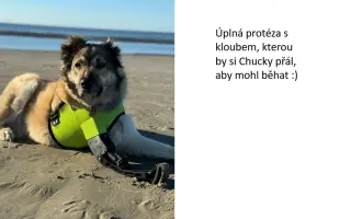 Nová tlapka pro Chucka