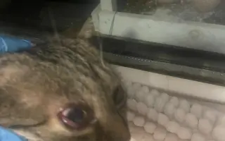 Kočky vrní, faktury křičí. Pomozte MonPet z.s. dál zachraňovat kočičí životy.