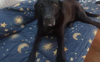 Pomozme Elince znovu chodit bez bolesti: Boj s přetrženými vazy