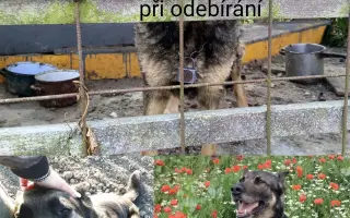 Pomozte zachránit Psí domov spolku Zastavme Utrpení.
