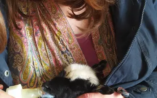 Dejte druhou šanci pro ovčí stádo