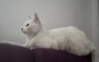 Pomohli jste Eliotkovi v boji s FIP