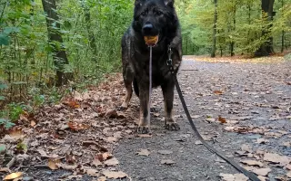Léčba, která nekončí - Fůrie