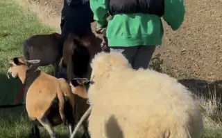 Pomozte beránkovi Knedlíčkovi opět běhat s dětmi.🤍