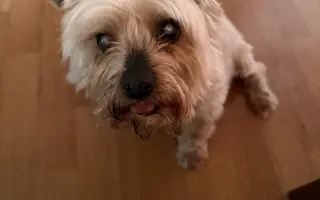 Pomozte prosím prodloužit život Maxovi