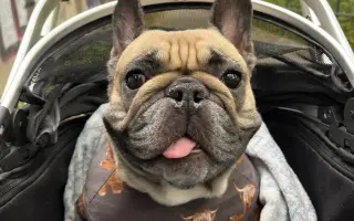 Podpořme Bubbu, statečnou buldočici na vozíčku