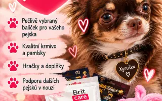 Pojďte s Xyrou pomáhat pejskům, kteří to potřebují