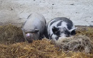 My zachraňujeme zvířata, ony mohou pomáhat Vám a Vašim blízkým