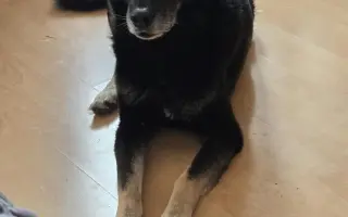 Pomoc pro psí seniory