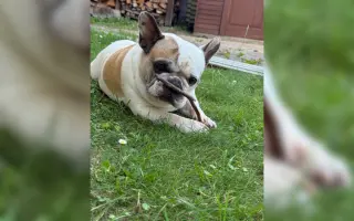 Operace pro buldočku Betty, která jí může zachránit život