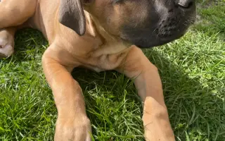 ❤️ Pomozme Ladynce znovu běhat 🐾