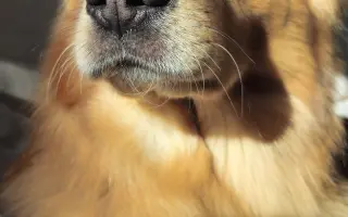 Pomoc pro našeho pejska Bobbyho, který bojuje s epilepsií