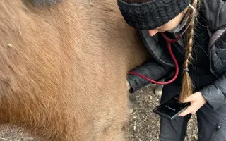 Akutní operace a pooperační péče Lucase