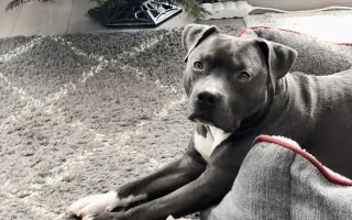 Dobbyho invalidní vozíček a rehabilitace