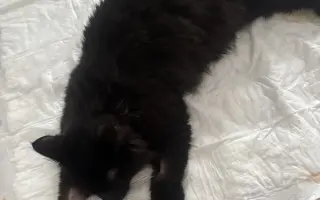 Zachraňte Fily: šance na život