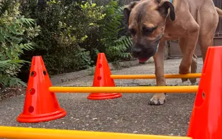 ❤️ Pomozme Ladynce znovu běhat 🐾