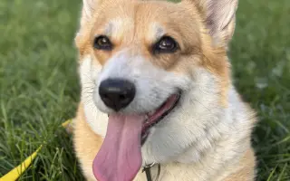 Srdce pro Ginu ❤️🦊