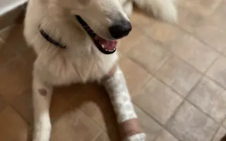 Pomozte Ullymu zase skákat přes kaluže! 🐾