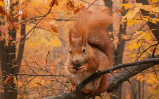 POMOC PRO FOXÍČKA, ASPENA A TAFFY-JACKA