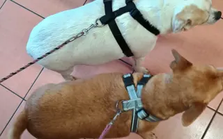 Operace a péče pro Cookie a Lilly