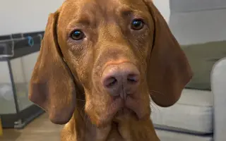 Pomozte nám zachránit Charlieho