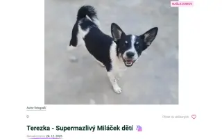 Pomáháme opuštěným a týraným psům najít cestu domů 🩷