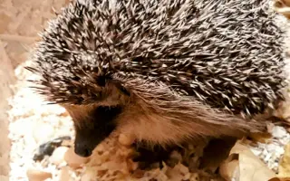 POMOC PRO FOXÍČKA, ASPENA A TAFFY-JACKA