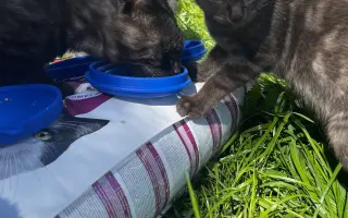 POMOZTE NÁM ZASTAVIT KRUH KOČIČÍHO UTRPENÍ. Víme jak na to, ale bez vás to nezvládneme.