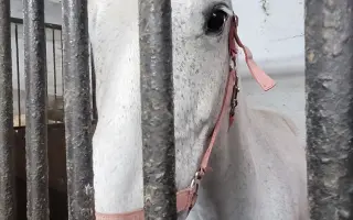 Valášek Artuš z Bezdědic - léčba a rehabilitace zlomeniny