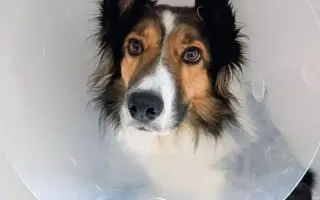 POMOC PRO FOXÍČKA, ASPENA A TAFFY-JACKA