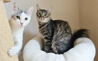 VÁNOCE PRO KOČIČKY BEZ DOMOVA