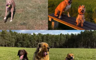 ...aby se Roxy mohla postavit bezbolestně na nohy
