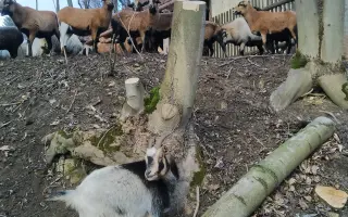 Ovčín pro zachráněné ovce a kozy v Motýlím království